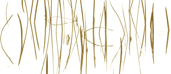 Abstract;Abstractions;Blue;Cloud;Cloud-Formation;Clouds;Grass;Mississippi;Patter